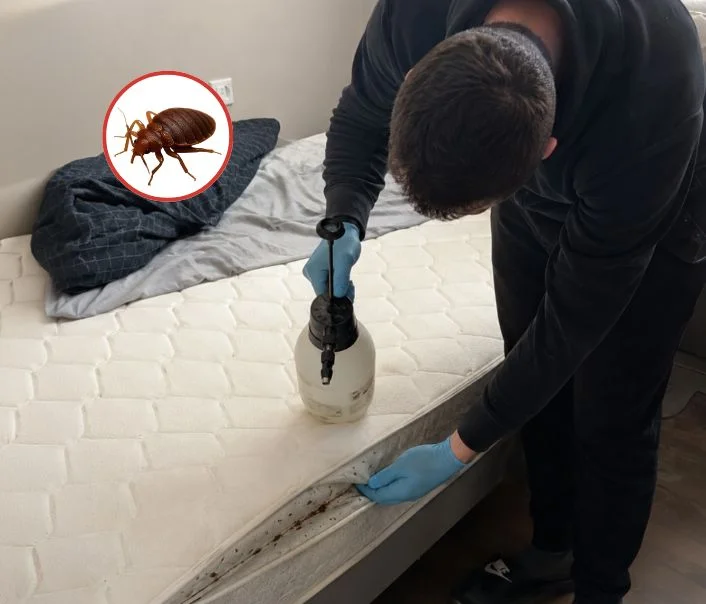 Technicien traitant un matelas contre les punaises de lit à Donnemarie-Dontilly